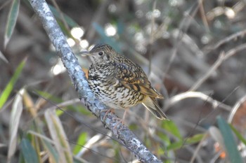 White's Thrush Arima Fuji Park Wed, 1/20/2021