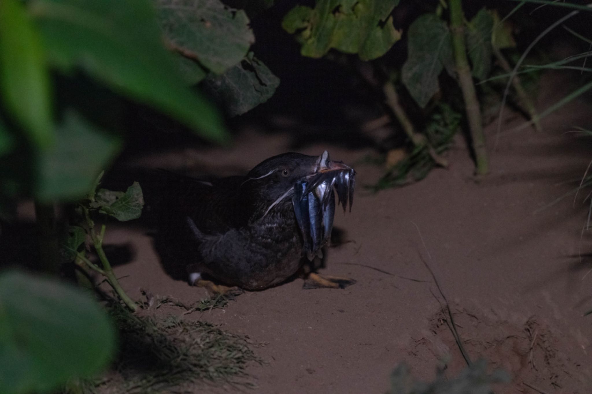 Photo of Rhinoceros Auklet at Teuri Island by アカウント5644