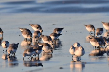 Dunlin 千里浜(石川県羽咋市) Wed, 1/20/2021