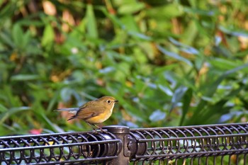 Red-flanked Bluetail Shinjuku Gyoen National Garden Fri, 12/2/2016