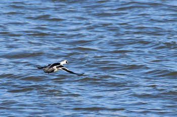 2021年1月20日(水) 河北潟の野鳥観察記録