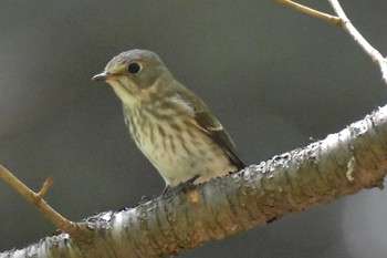 Grey-streaked Flycatcher 再度山 Fri, 10/2/2020