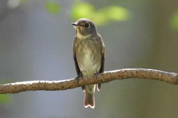 Dark-sided Flycatcher 再度山 Fri, 10/2/2020