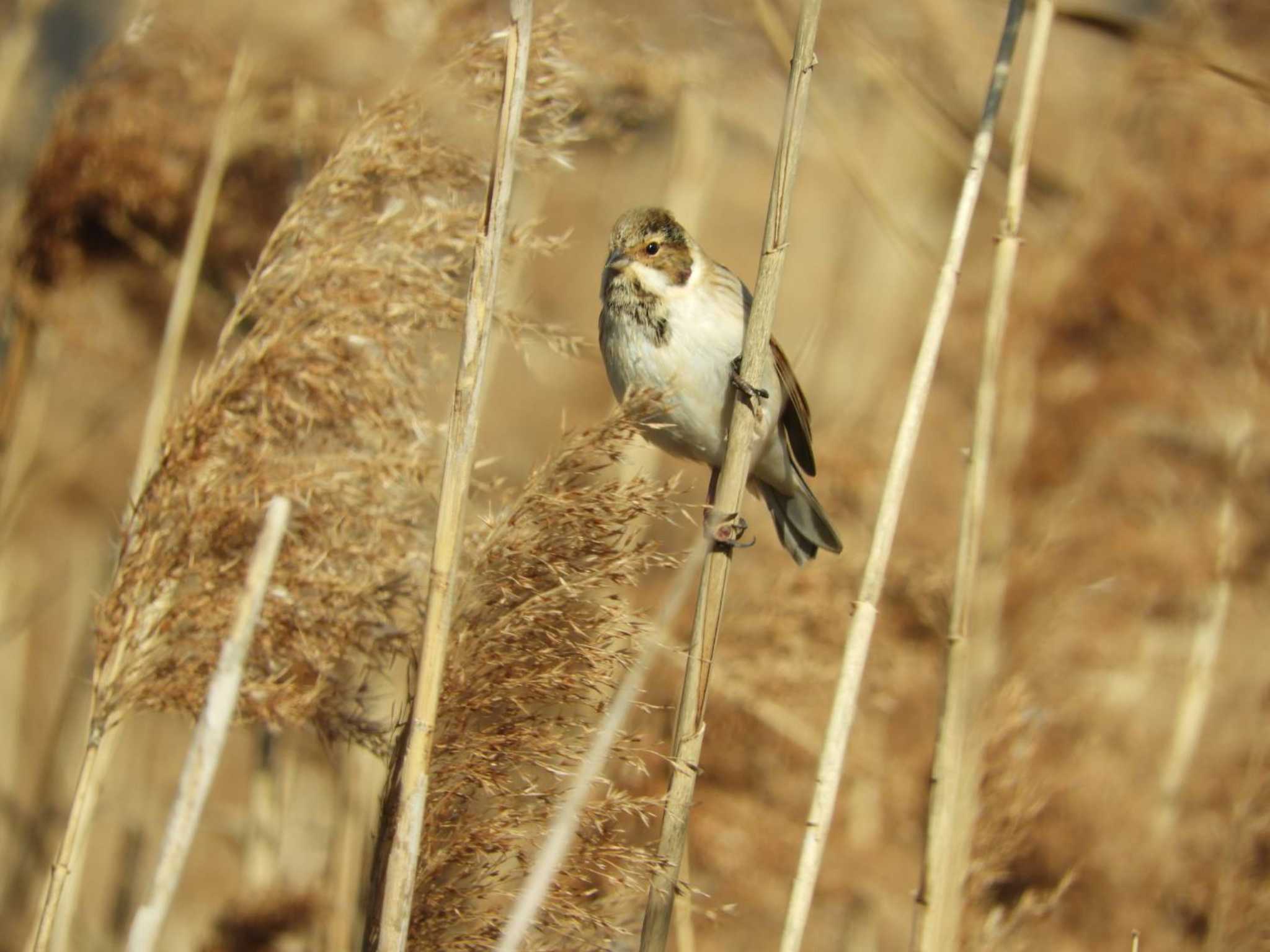 Common Reed Bunting