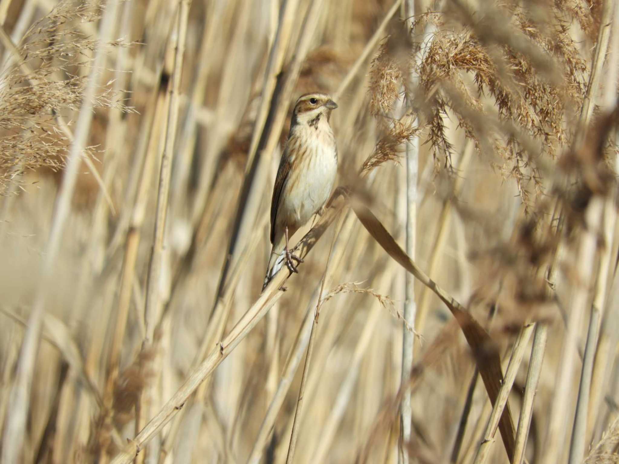 Common Reed Bunting