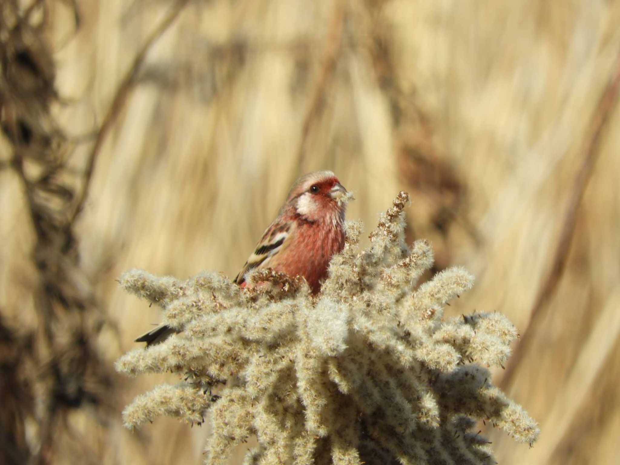 Siberian Long-tailed Rosefinch