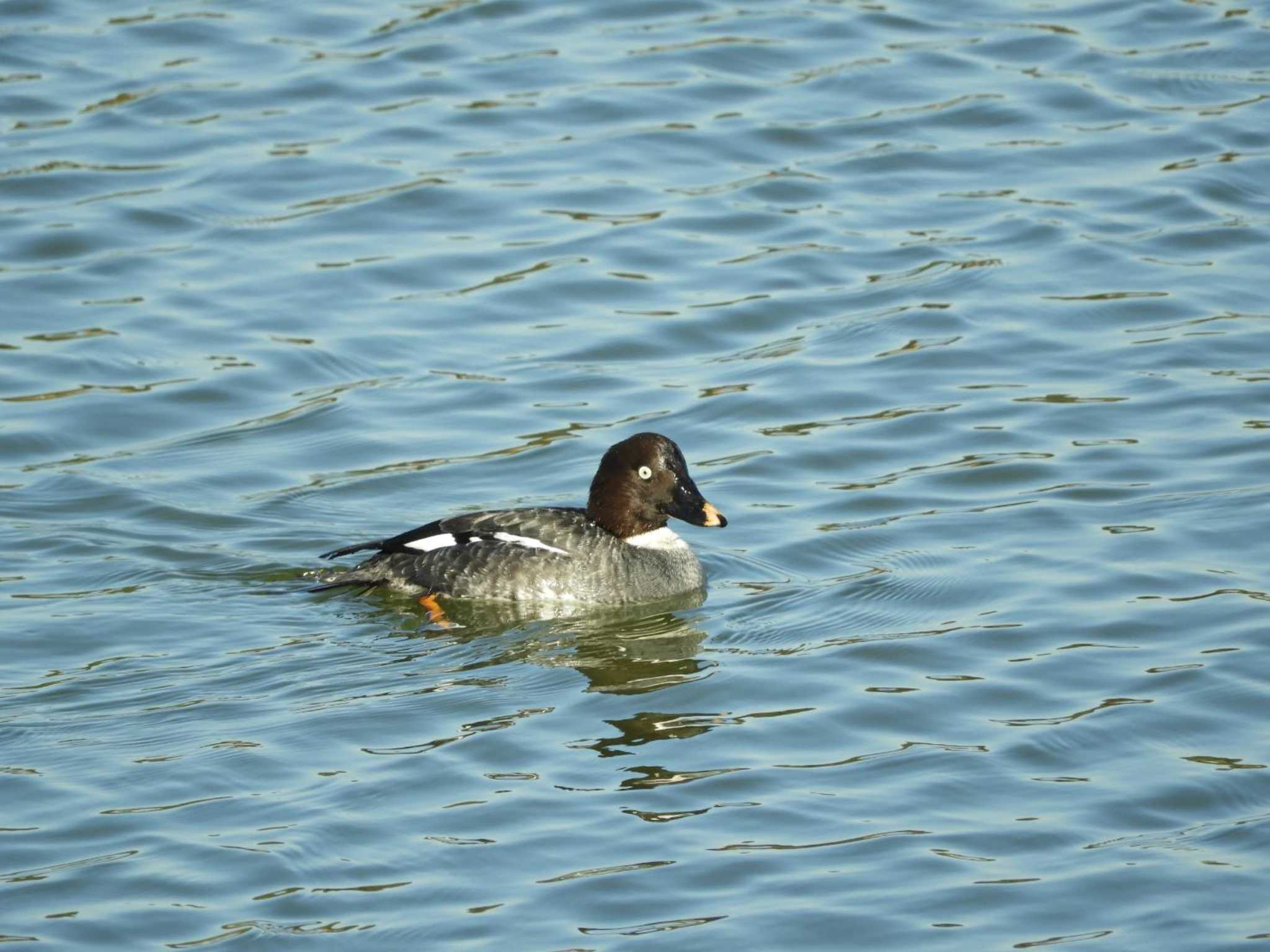 Common Goldeneye