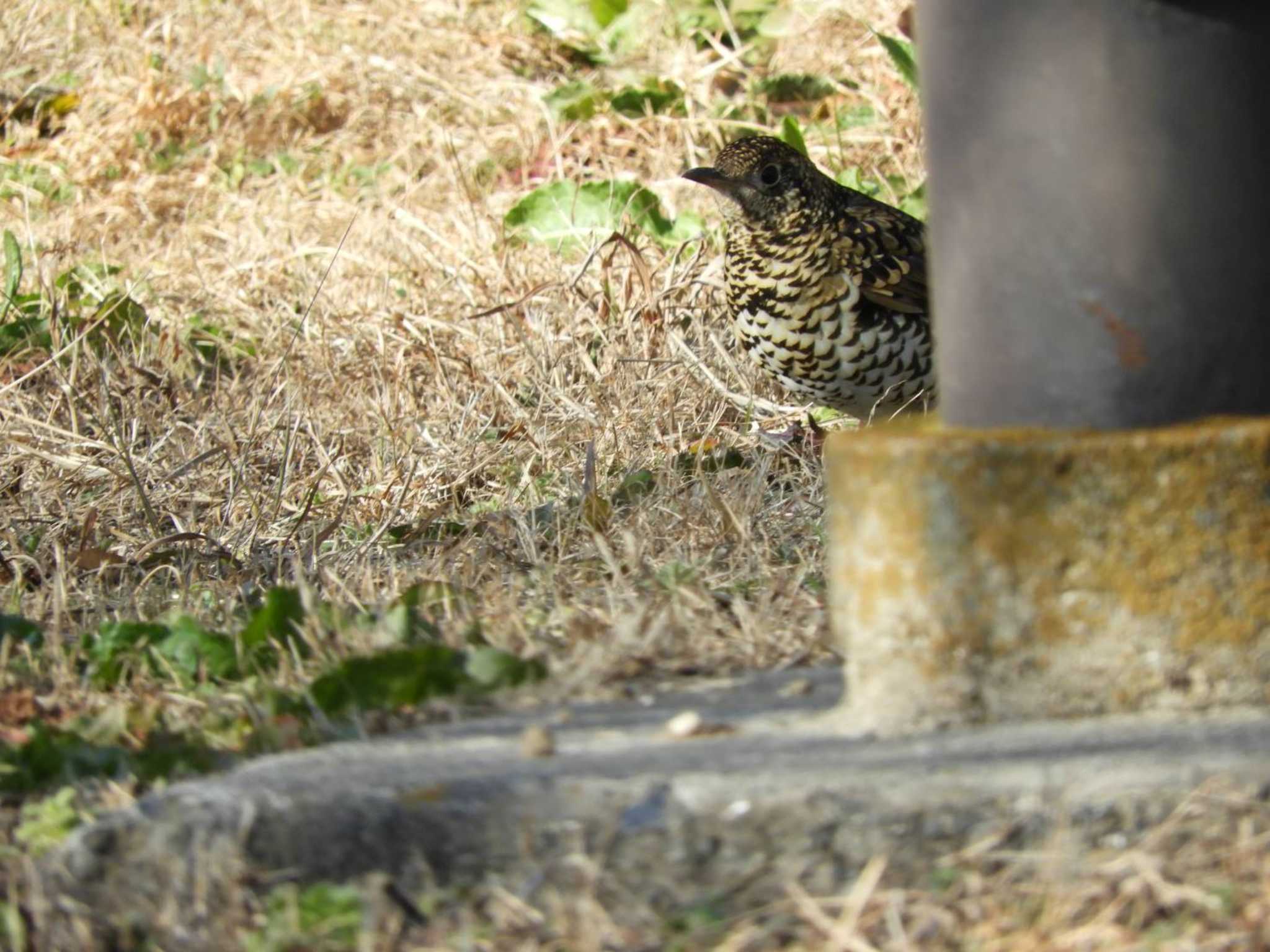 White's Thrush