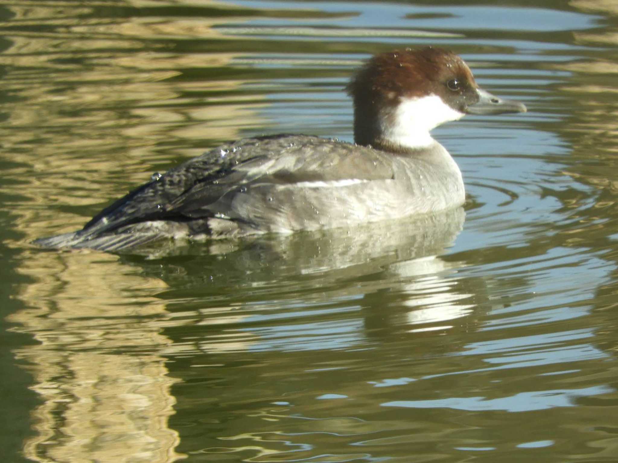 Smew