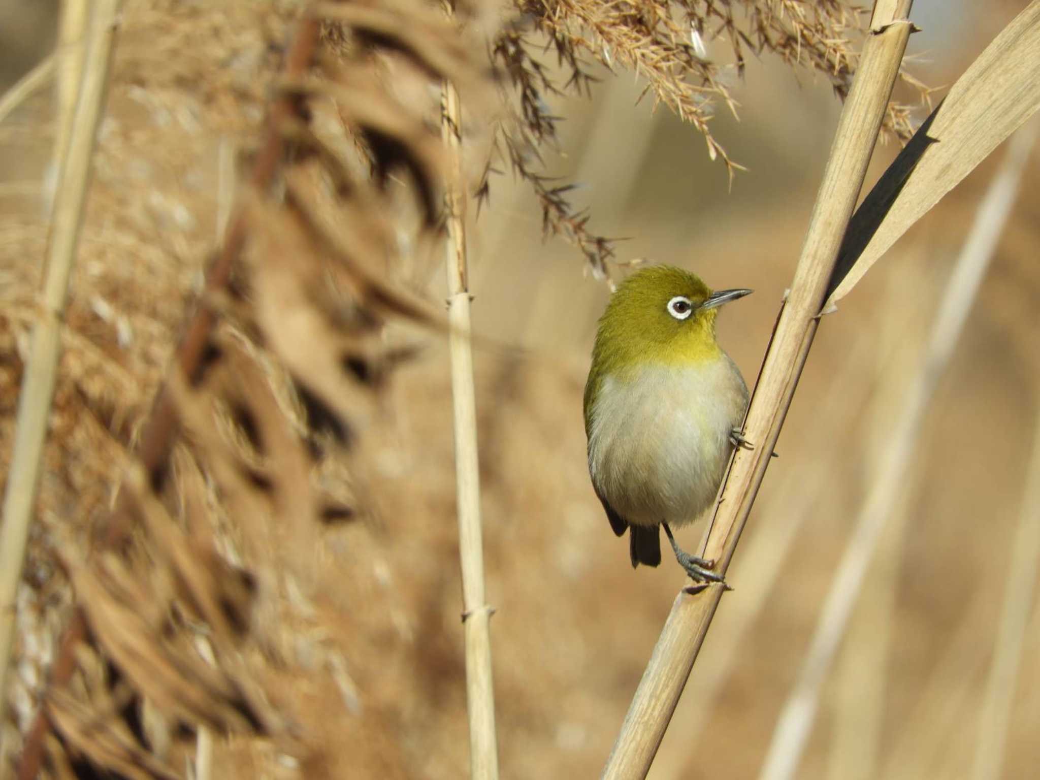 Warbling White-eye