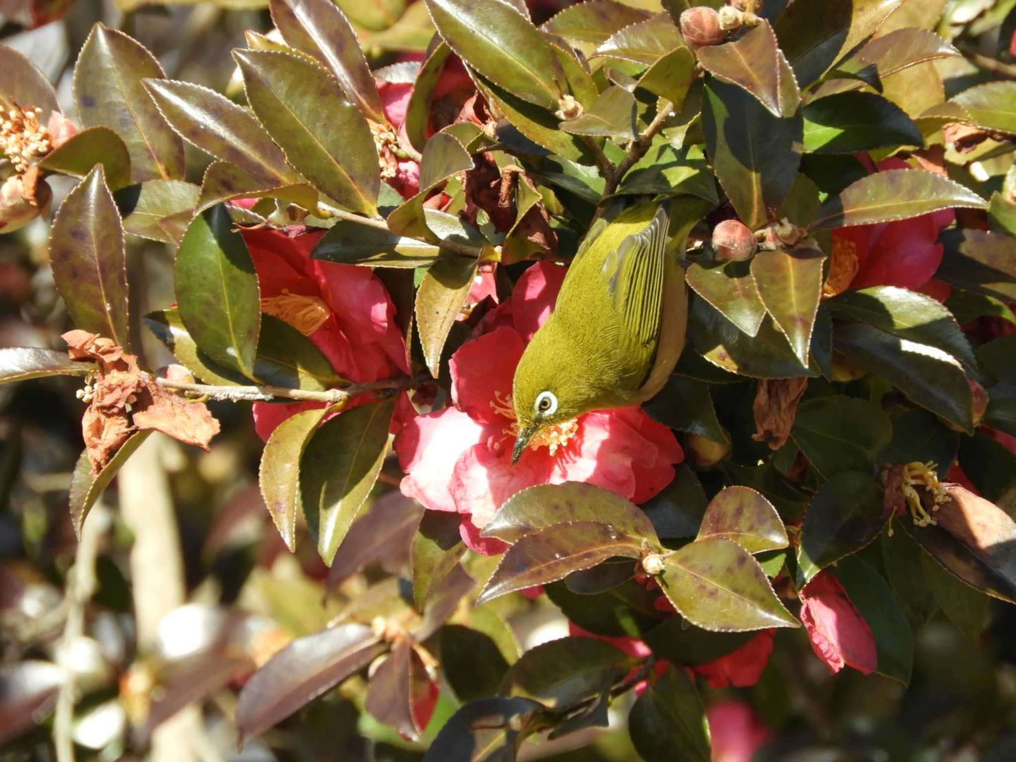 Warbling White-eye