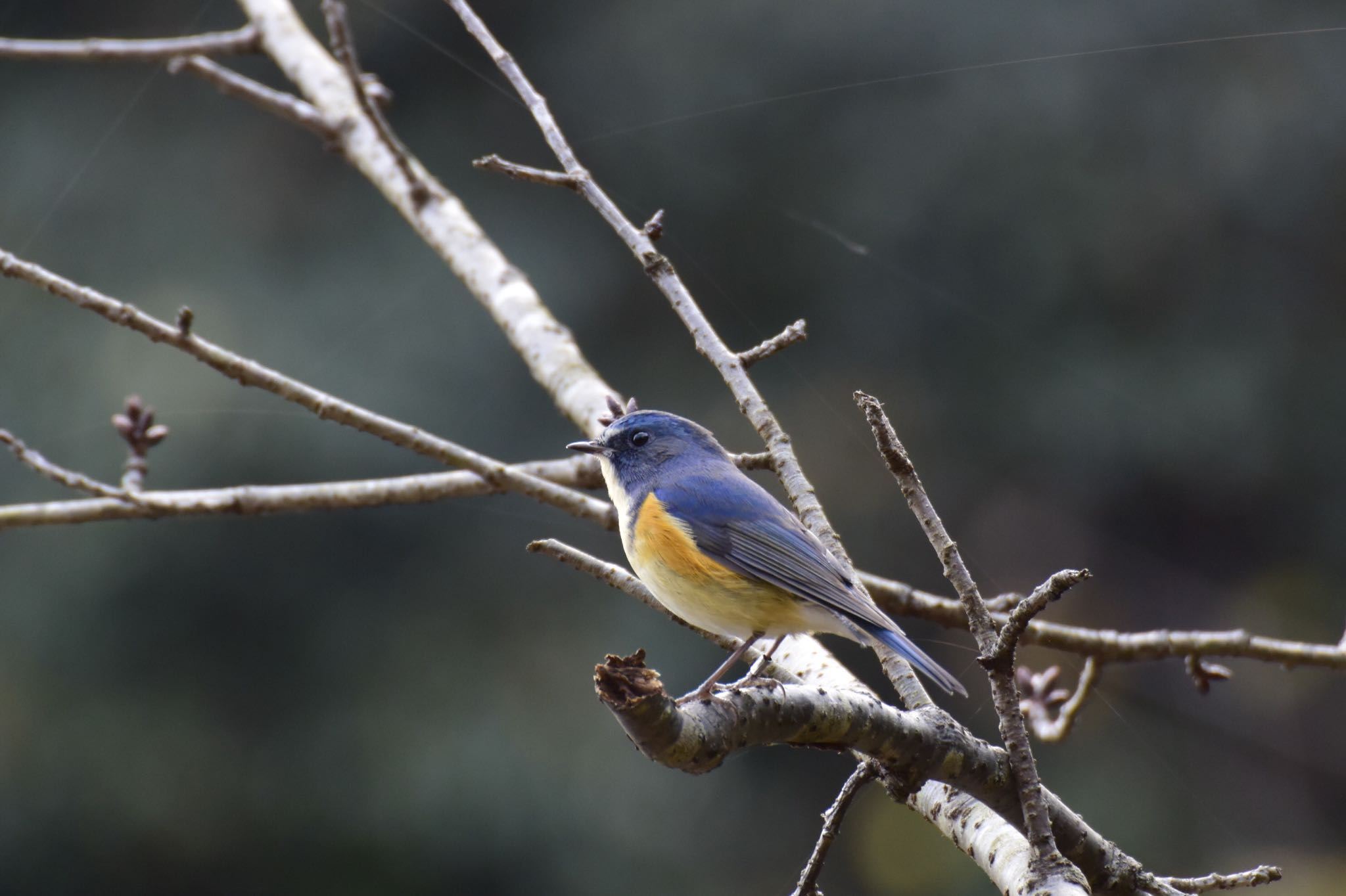 Photo of Red-flanked Bluetail at 多摩森林科学園 by サイゼリアン