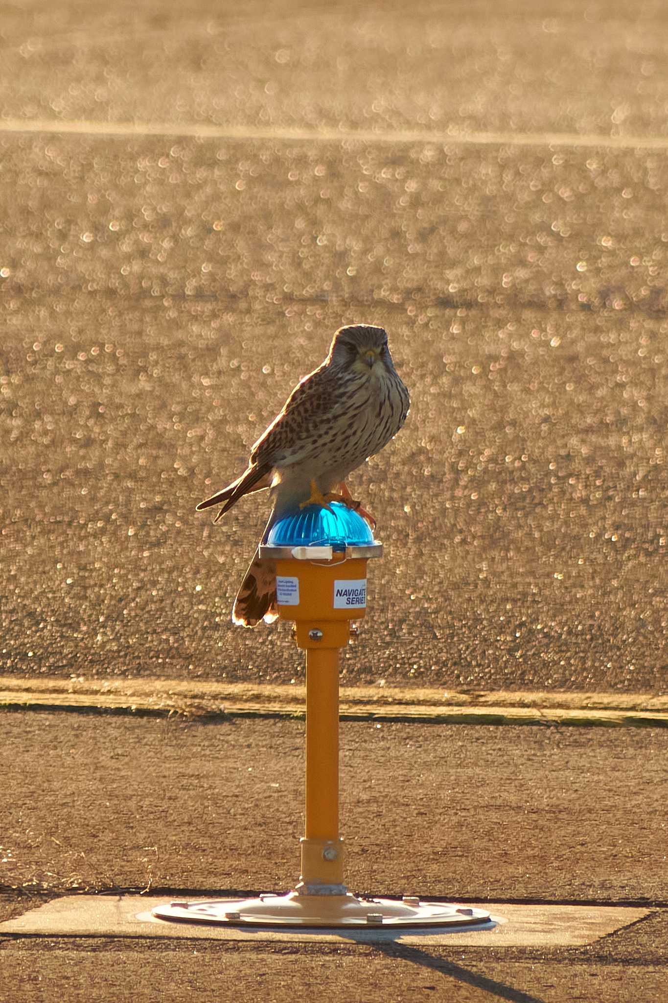 東京都 チョウゲンボウの写真 by Shinichi.JPN