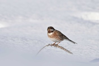 Pine Bunting 北海道 Sun, 1/17/2021