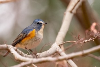 ルリビタキ 浅間山公園と野川公園 2021年1月17日(日)