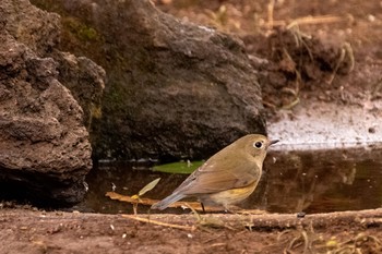 ルリビタキ 浅間山公園と野川公園 2021年1月17日(日)