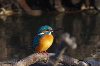 カワセミ 杭瀬川スポーツ公園 2021年1月18日(月)