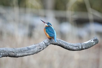 カワセミ 泉の森公園 2021年1月20日(水)