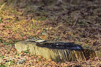 2016年12月12日(月) 八柱霊園の野鳥観察記録