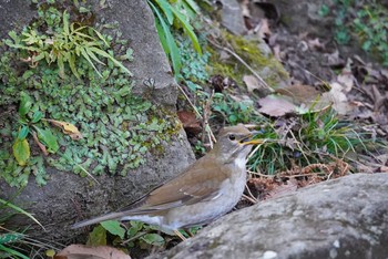 シロハラ 泉の森公園 2021年1月20日(水)