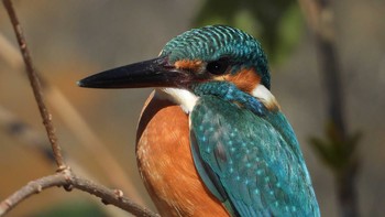 Common Kingfisher 恩田川 Wed, 1/13/2021