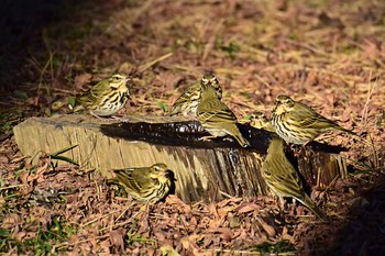 未同定 八柱霊園 2016年12月12日(月)