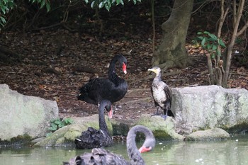 Black Swan 東山動物園 Sat, 8/8/2015