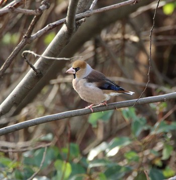 シメ 桜草公園 2016年12月14日(水)