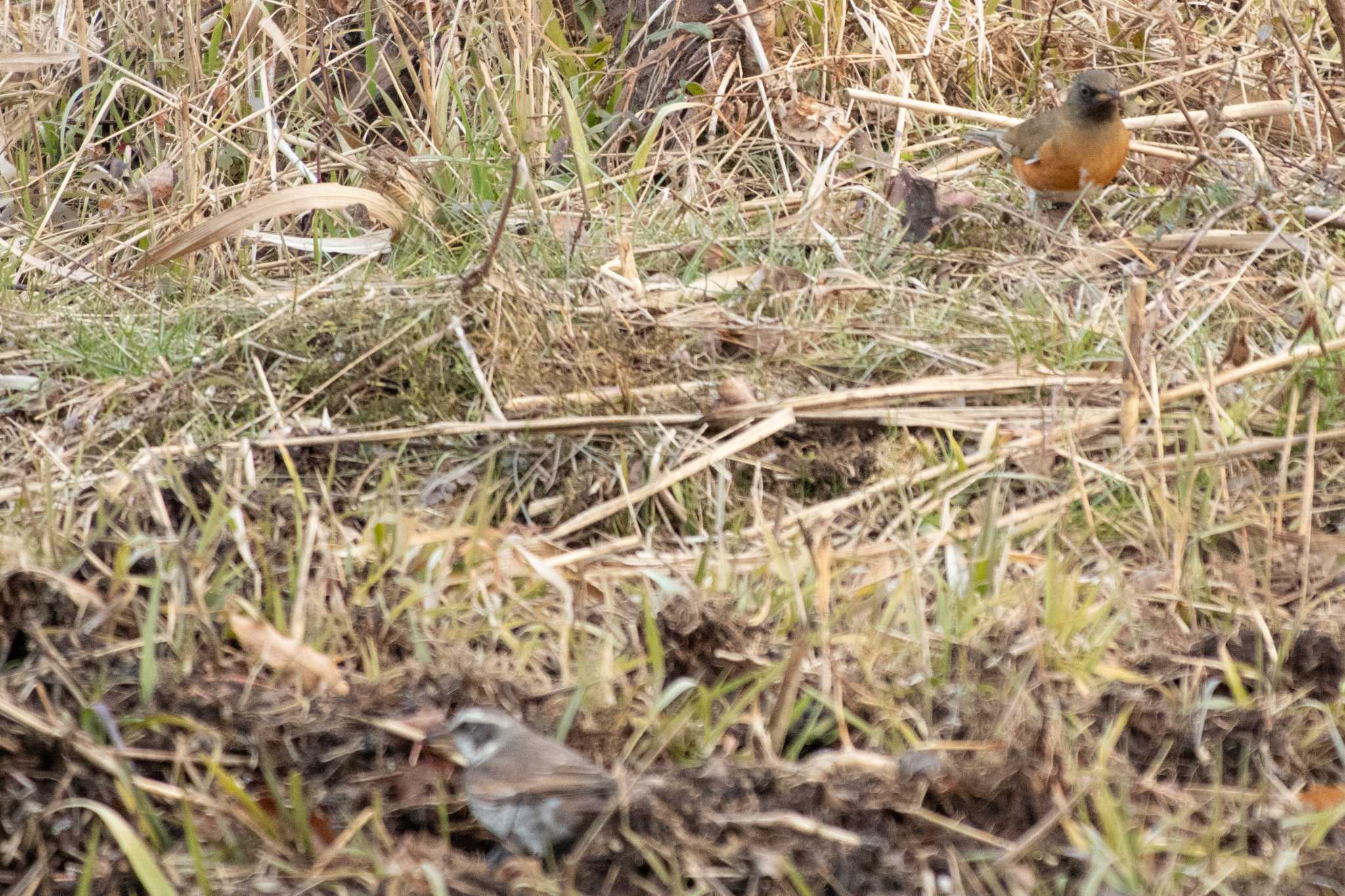 Dusky Thrush