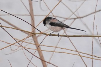 Long-tailed Tit 武庫川 Sat, 1/16/2021