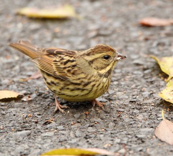 アオジ 秋ヶ瀬公園 こどもの森 2016年12月14日(水)