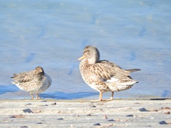 2021年1月21日(木) 狭山湖の野鳥観察記録