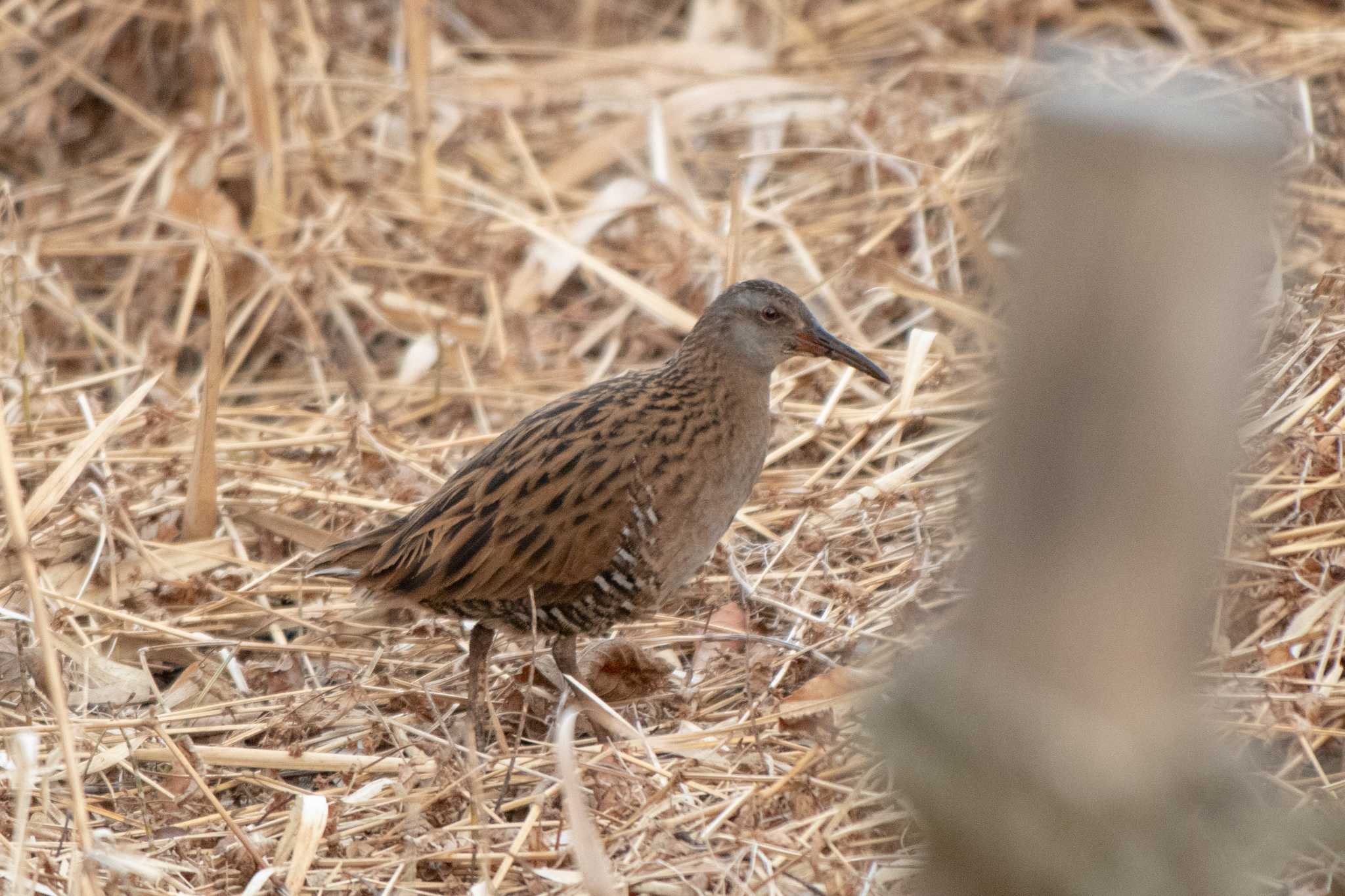 Brown-cheeked Rail