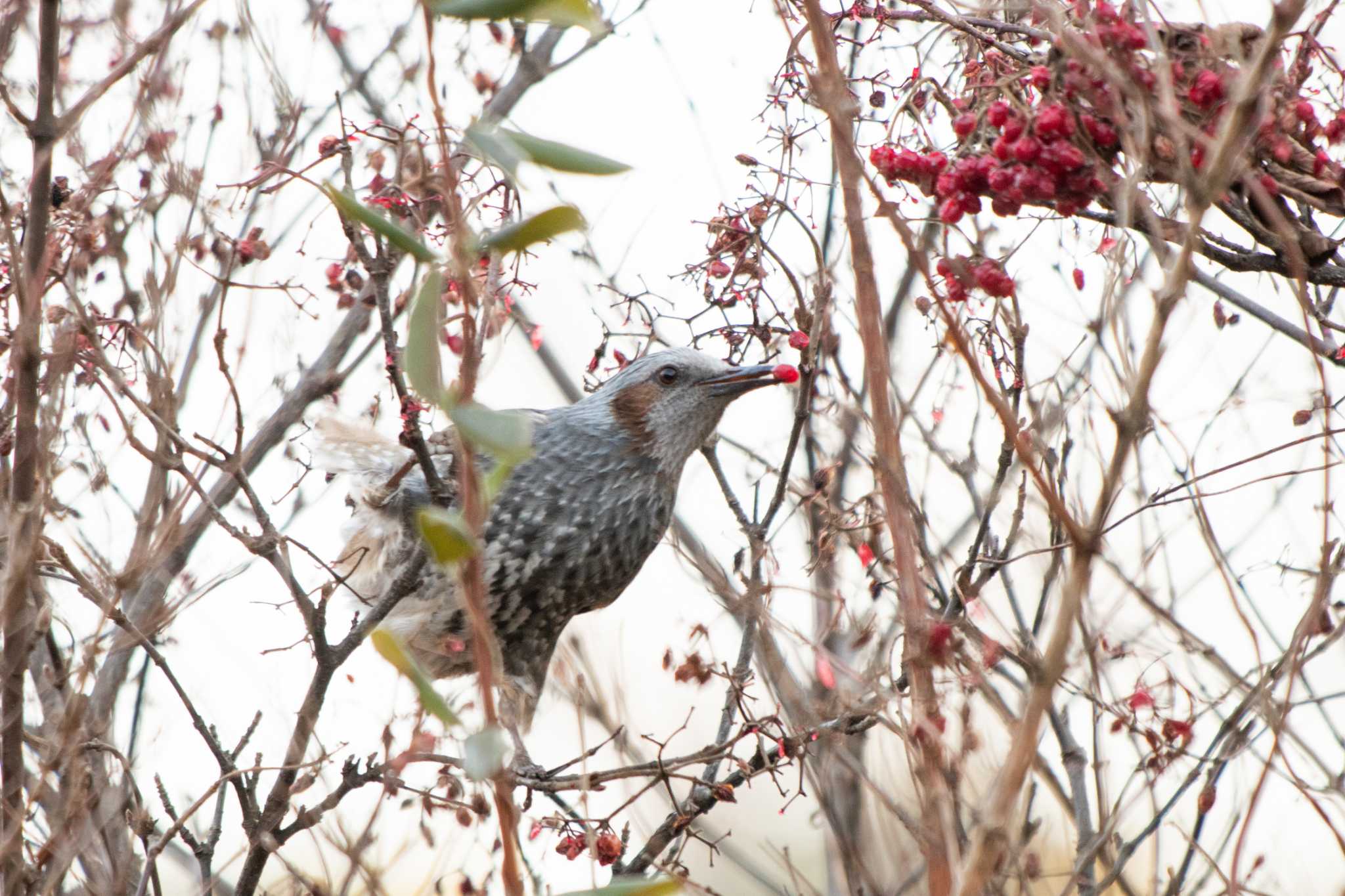 Brown-eared Bulbul