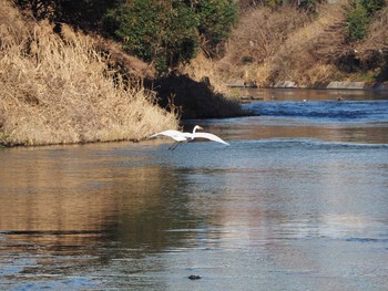 Great Egret 鶴見川中流 Thu, 1/21/2021