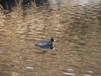 Eurasian Coot 鶴見川中流 Thu, 1/21/2021