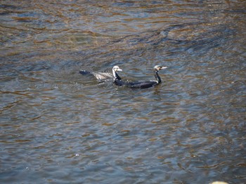 Great Cormorant 鶴見川中流 Thu, 1/21/2021