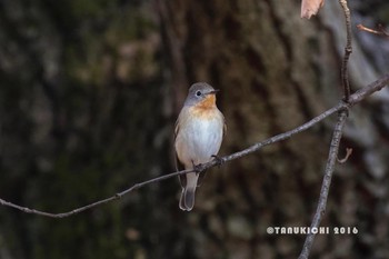 2016年12月9日(金) 武蔵野公園の野鳥観察記録