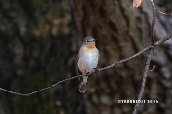 Red-breasted Flycatcher Musashino Park Fri, 12/9/2016