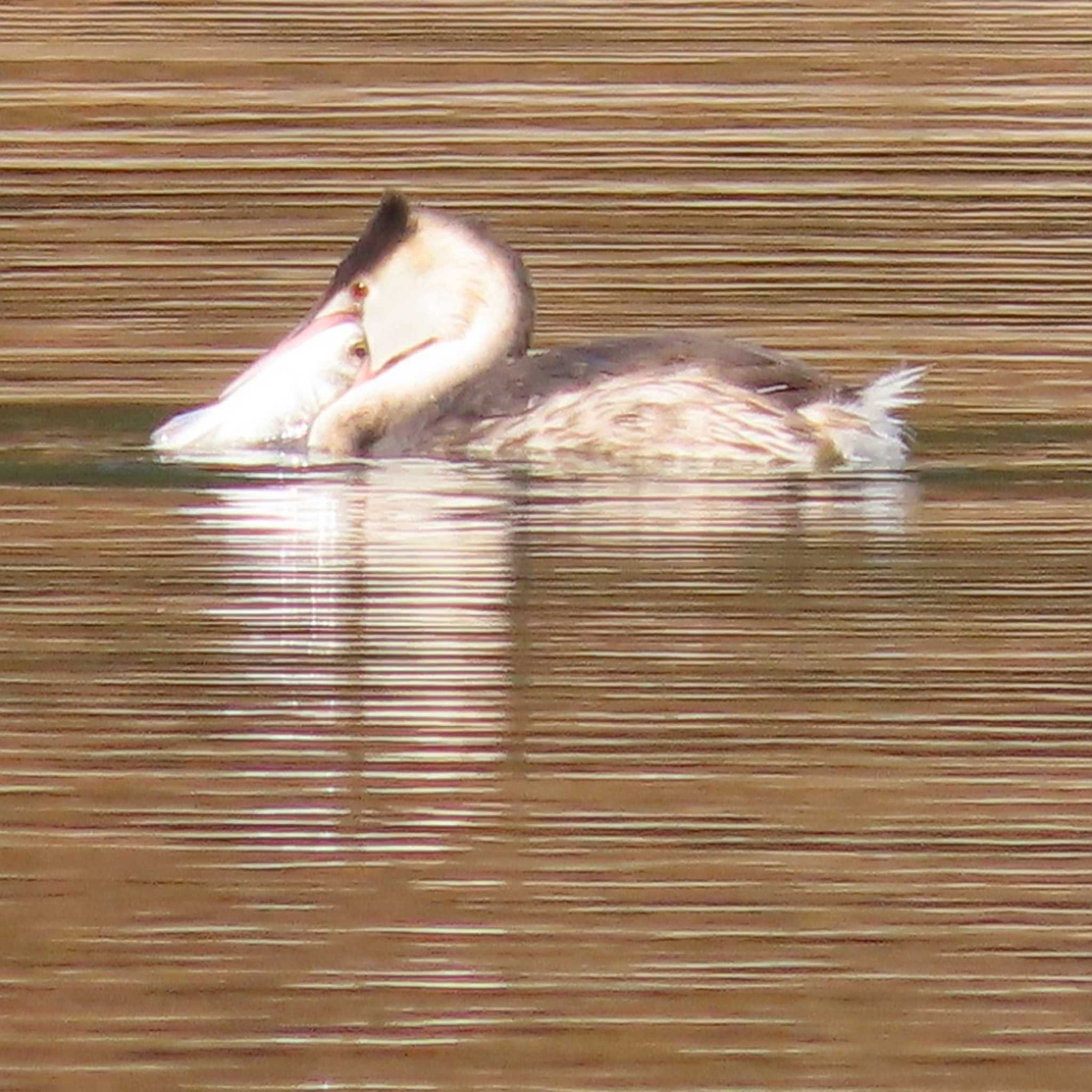 Photo of Great Crested Grebe at 岡山旭川 by タケ