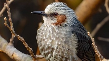 Brown-eared Bulbul 恩田川 Tue, 1/14/2020