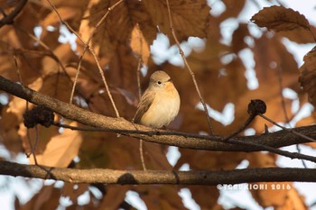 Red-breasted Flycatcher Musashino Park Fri, 12/9/2016