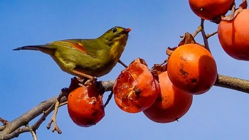 Red-billed Leiothrix 苗木城跡 Sun, 2/2/2020