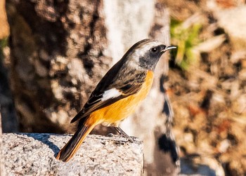 ジョウビタキ 岐阜県山県市自宅 2021年1月21日(木)