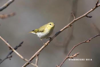 2016年11月9日(水) 権現堂公園の野鳥観察記録