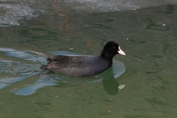 Eurasian Coot 函館市亀田川 Sat, 2/4/2017