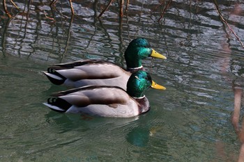 Mallard 函館市亀田川 Sat, 2/4/2017