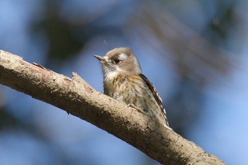 コゲラ 滋賀県河辺いきものの森 2021年1月21日(木)