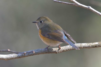 ルリビタキ 滋賀県河辺いきものの森 2021年1月21日(木)