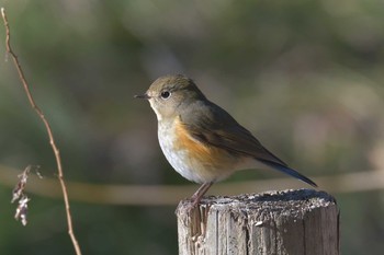 ルリビタキ 滋賀県河辺いきものの森 2021年1月21日(木)